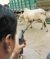 Tranquilizing stray cattle in New Delhi.