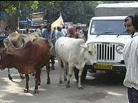 Cows block police patrols.