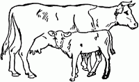 Congress Party Cow & Calf Logo