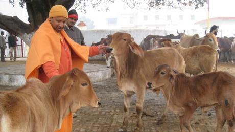 Yogi Adityanath feeding cows