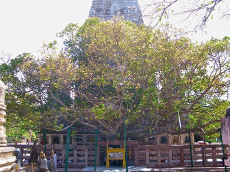 Mahabodhi Tree at Bodh Gaya.